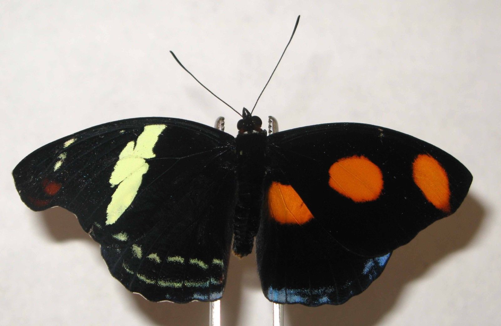Catonephele numilia esite (gynandromorph 5) (Internet Image property of respective owner, non-commercial use only)
